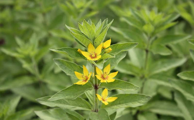 Lysimachia Punctata Flowers