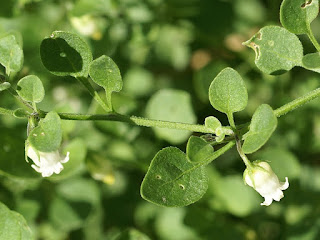 Muguet des pampas - Salpichroa origanifolia - Salpichre - Oeuf de coq