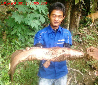 Master Umpan Ikan Lele