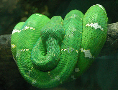 Dangerous Snakes Seen On www.coolpicturegallery.us