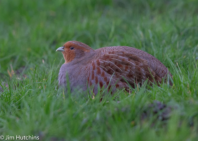 grey partridge holkham gap