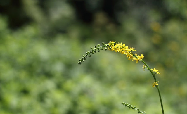 Agrimony Flowers Pictures