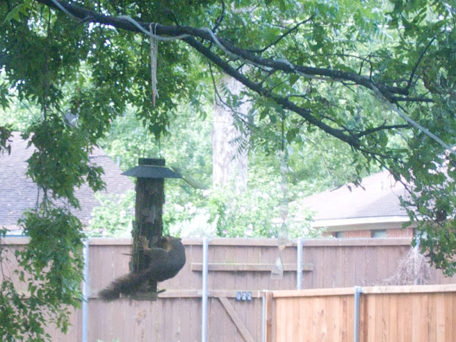 Backyard Bird Habitat