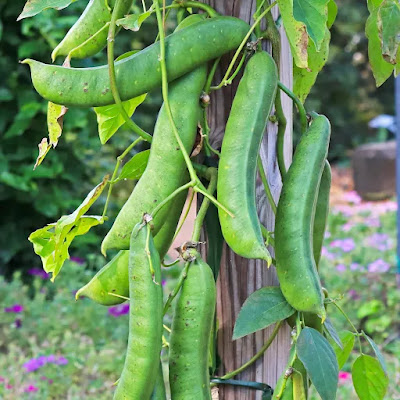 daun koro