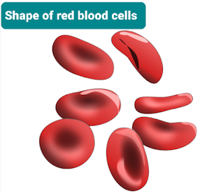 Red blood cell function  ما هي وظيفة خلايا الدم الحمراء  شكل خلايا الدم الحمراء