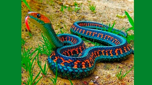 ULTIMO MOMENTO: Aparece serpiente en México ''extinta'' desde hace 80 años (VIDEO).