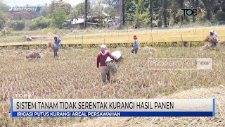 Sistem Tanam Yang Tidak Serentak Kurangi Hasil Panen Di Kecamatan Lagu boti