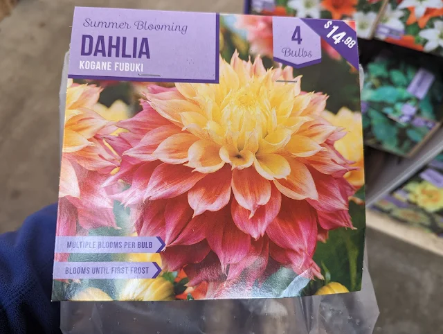 Kogane Fubuki Dahlia Tubers