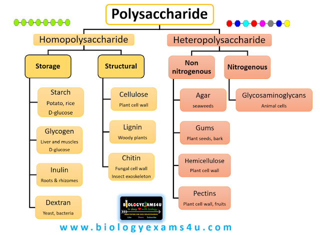 Multiple Choice on Polysaccharides