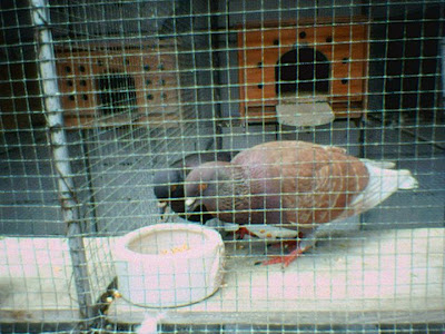 diet atau makanan utama bagi burung burung merpati adal