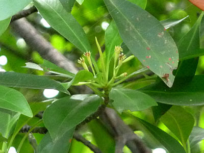 Lenggadai (Bruguiera parviflora)