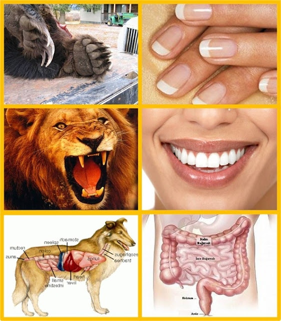 İnsan ağız ve diş yapısı; tırnakları ve bağırsak ve diğer vücur özellikleriyle HERBİVORDUR!