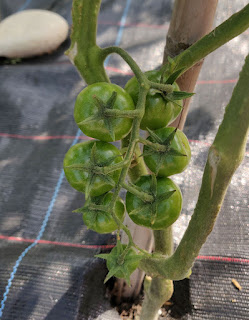 I cannot wait for these to ripen!