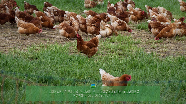 Penyakit yang Sering Menyerang Ternak Ayam Ras Petelur