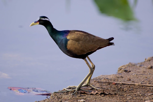 Bronze-winged Jacana (कटोई, पीपी) - Metopidius indicus