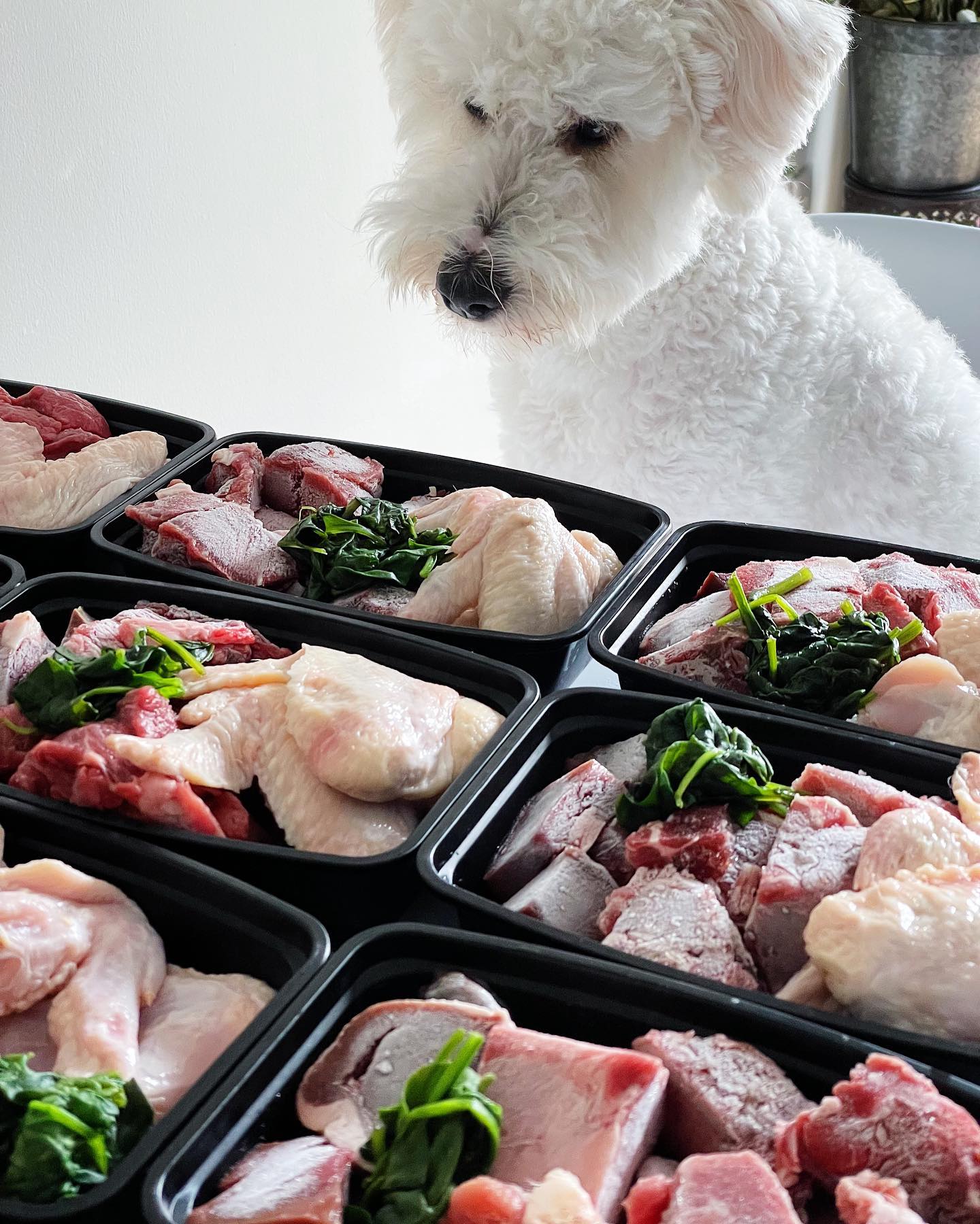 fluffy white dog sniffing chicken and raw meat