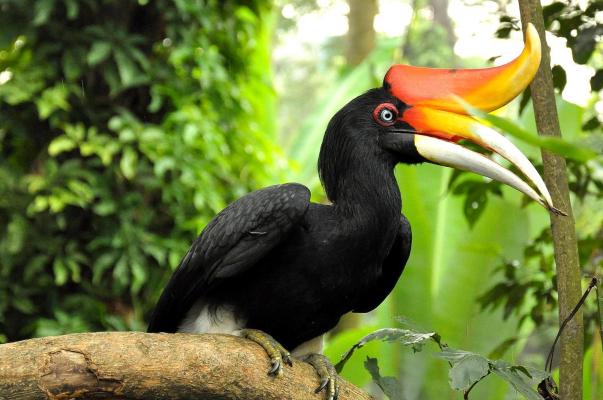 Unduh 770 Gambar Flora Dan Fauna Yang Dilindungi Di Indonesia Paling Bagus HD