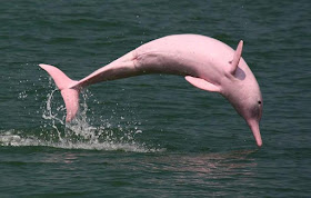 Dolphins of Amazon River, Amazon River Facts, Amazon River Dolphins, Amazon River,