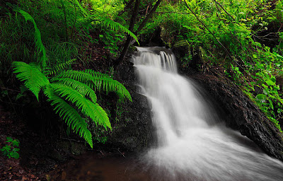 Imágenes de montañas, ríos, cascadas, paisajes y flores