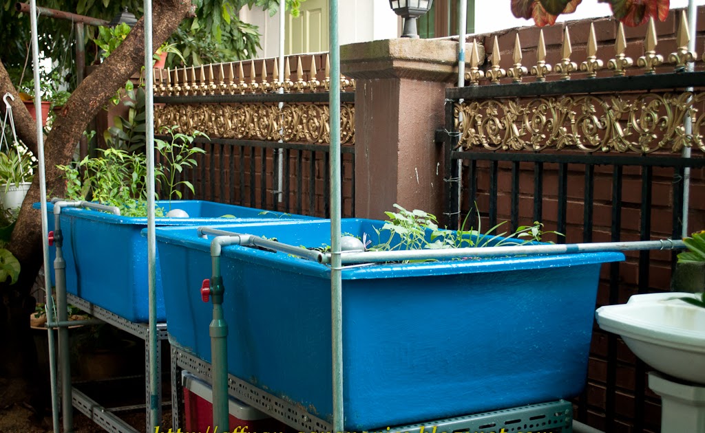 Donica: This Aquaponics sump tank size