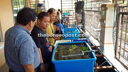 Hasil lawatan wakil dari Sibu, Sarawak:  http://www.theborneopost.com/2014/10/31/accountant-turned-lobster-farmer-reaps-reward/