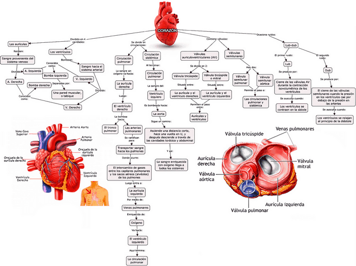 imagen de mapa conceptual del corazón