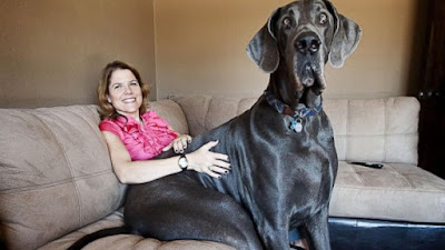 George, the biggest dog in the world