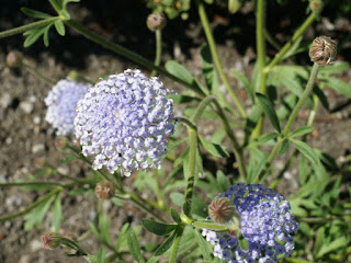 Trachymène azur - Trachymène bleu - Trachymene coerulea - Didiscus caerulea