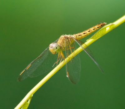 Neurothemis sp