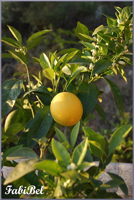 Citrons confits à l'huile d'olive.