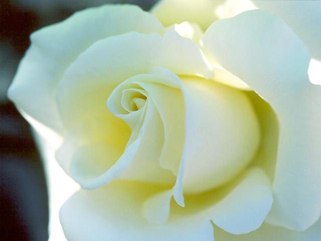 images of rose flowers. white rose flowers. rose