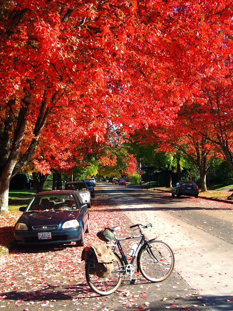 bicycle, fall color, Eugene Oregon, B-Stone CB-Zero, trees, leaves, red