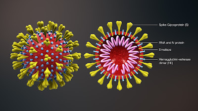 Two types of coronavirus are infecting the human body
