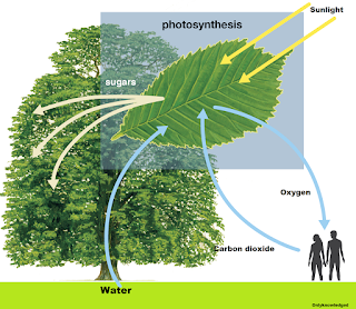 Photosynthesis, Definition of photosynthesis, Energy produced by photosynthesis, The two stages of photosynthesis?, Do plants take in oxygen?, Can plants kill you at night?, Which plant give oxygen for 24 hours?, will the plant drink water, Why plants grow food?, Do all plants have foods, brittanica.com, wikipedia
