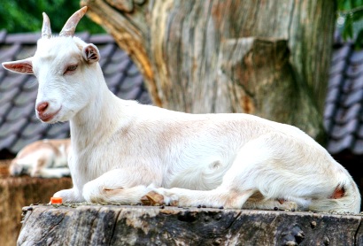 Foto de u a cabra blanca