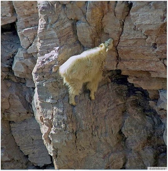 Lihat kambing panjat gunung