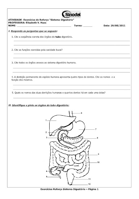 EXERCÍCIOS DE REFORÇO SISTEMA DIGESTÓRIO