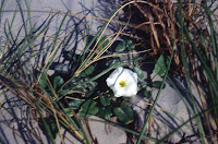 Ipomoea imperati, beach morning glory, flower