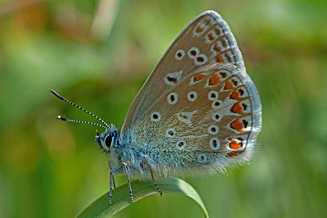 Polyommatus icarus the Common Blue butterfly