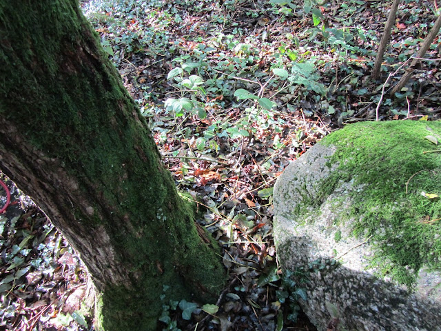 Muschio sul Tronco di un Albero