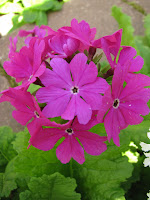  Primula siboldii примула Зибольда 