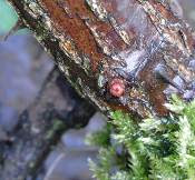 rose bud on old wood