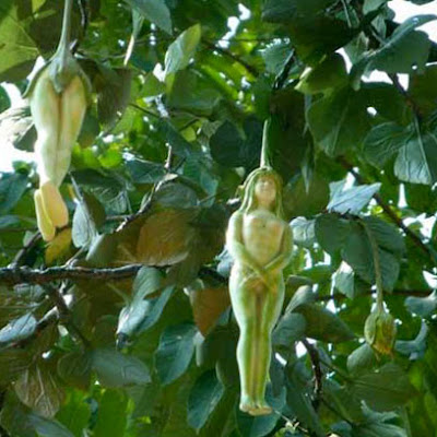 Nareepol Tree - The Amazing Woman Tree in Thailand