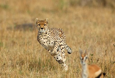 Gifs animados de Animales terrestres, animaciones de - imagenes animales terrestres