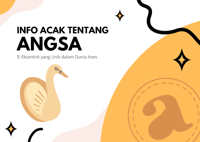 Info Acak Tentang Angsa