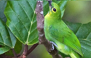 peluang usaha burung kicau