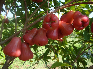 jambu air, buah menyegarkan kaya manfaat