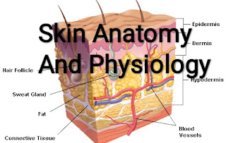 What are the 7 layers of skin?,  What is skin and its function?,    skin anatomy and physiology pdf,    physiology of human skin