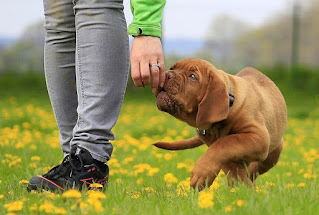 Dog Training: सबसे आसान, घर पर ही दे अपने Dog को Training
