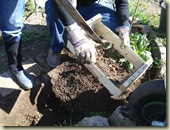 carrot bed 1_1_1